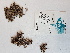  ( - BOT-CHARS-0574)  @11 [ ] CreativeCommons - Attribution (2019) Unspecified Centre for Biodiversity Genomics
