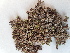  ( - BOT-CHARS-0574)  @11 [ ] CreativeCommons - Attribution (2019) Unspecified Centre for Biodiversity Genomics