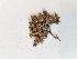  ( - BOT-CHARS-0574)  @11 [ ] CreativeCommons - Attribution (2019) Unspecified Centre for Biodiversity Genomics
