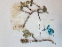  ( - BOT-CHARS-0585)  @11 [ ] CreativeCommons - Attribution (2019) Unspecified Centre for Biodiversity Genomics