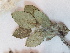 ( - BOT-CHARS-0585)  @11 [ ] CreativeCommons - Attribution (2019) Unspecified Centre for Biodiversity Genomics