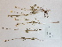  ( - BOT-CHARS-0591)  @11 [ ] CreativeCommons - Attribution (2019) Unspecified Centre for Biodiversity Genomics