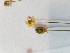 ( - BOT-CHARS-0591)  @11 [ ] CreativeCommons - Attribution (2019) Unspecified Centre for Biodiversity Genomics