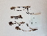  ( - BOT-CHARS-0592)  @11 [ ] CreativeCommons - Attribution (2019) Unspecified Centre for Biodiversity Genomics