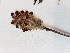  (Pedicularis sudetica ssp. albolabiata - BOT-CHARS-0592)  @11 [ ] CreativeCommons - Attribution (2019) Unspecified Centre for Biodiversity Genomics