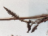  ( - BOT-CHARS-0592)  @11 [ ] CreativeCommons - Attribution (2019) Unspecified Centre for Biodiversity Genomics