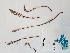  ( - BOT-CHARS-0599)  @11 [ ] CreativeCommons - Attribution (2019) Unspecified Centre for Biodiversity Genomics