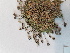  ( - BOT-CHARS-0601)  @11 [ ] CreativeCommons - Attribution (2019) Unspecified Centre for Biodiversity Genomics