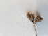  ( - BOT-CHARS-0602)  @11 [ ] CreativeCommons - Attribution (2019) Unspecified Centre for Biodiversity Genomics
