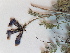  ( - BOT-CHARS-0602)  @11 [ ] CreativeCommons - Attribution (2019) Unspecified Centre for Biodiversity Genomics