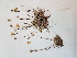  ( - BOT-CHARS-0603)  @11 [ ] CreativeCommons - Attribution (2019) Unspecified Centre for Biodiversity Genomics