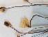  ( - BOT-CHARS-0603)  @11 [ ] CreativeCommons - Attribution (2019) Unspecified Centre for Biodiversity Genomics