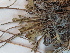  ( - BOT-CHARS-0603)  @11 [ ] CreativeCommons - Attribution (2019) Unspecified Centre for Biodiversity Genomics