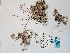  ( - BOT-CHARS-0604)  @11 [ ] CreativeCommons - Attribution (2019) Unspecified Centre for Biodiversity Genomics