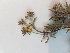  ( - BOT-CHARS-0604)  @11 [ ] CreativeCommons - Attribution (2019) Unspecified Centre for Biodiversity Genomics