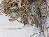  ( - BOT-CHARS-0604)  @11 [ ] CreativeCommons - Attribution (2019) Unspecified Centre for Biodiversity Genomics