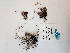  ( - BOT-CHARS-0605)  @11 [ ] CreativeCommons - Attribution (2019) Unspecified Centre for Biodiversity Genomics