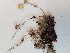  ( - BOT-CHARS-0605)  @11 [ ] CreativeCommons - Attribution (2019) Unspecified Centre for Biodiversity Genomics