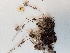  ( - BOT-CHARS-0605)  @11 [ ] CreativeCommons - Attribution (2019) Unspecified Centre for Biodiversity Genomics