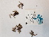  ( - BOT-CHARS-0607)  @11 [ ] CreativeCommons - Attribution (2019) Unspecified Centre for Biodiversity Genomics