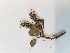  ( - BOT-CHARS-0607)  @11 [ ] CreativeCommons - Attribution (2019) Unspecified Centre for Biodiversity Genomics