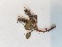  ( - BOT-CHARS-0607)  @11 [ ] CreativeCommons - Attribution (2019) Unspecified Centre for Biodiversity Genomics