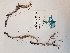  ( - BOT-CHARS-0609)  @11 [ ] CreativeCommons - Attribution (2019) Unspecified Centre for Biodiversity Genomics