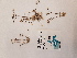  ( - BOT-CHARS-0635)  @11 [ ] CreativeCommons - Attribution (2019) Unspecified Centre for Biodiversity Genomics