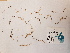  ( - BOT-CHARS-0636)  @11 [ ] CreativeCommons - Attribution (2019) Unspecified Centre for Biodiversity Genomics