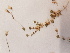  ( - BOT-CHARS-0636)  @11 [ ] CreativeCommons - Attribution (2019) Unspecified Centre for Biodiversity Genomics