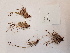  ( - BOT-CHARS-0644)  @11 [ ] CreativeCommons - Attribution (2019) Unspecified Centre for Biodiversity Genomics