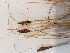  ( - BOT-CHARS-0646)  @11 [ ] CreativeCommons - Attribution (2019) Unspecified Centre for Biodiversity Genomics