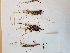  ( - BOT-CHARS-0680)  @11 [ ] CreativeCommons - Attribution (2019) Unspecified Centre for Biodiversity Genomics