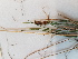  ( - BOT-CHARS-0680)  @11 [ ] CreativeCommons - Attribution (2019) Unspecified Centre for Biodiversity Genomics