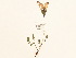  ( - BOT-CHARS-0033)  @11 [ ] CreativeCommons - Attribution (2019) CBG Photography Group Centre for Biodiversity Genomics