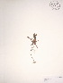  ( - BOT-CHARS-0034)  @11 [ ] CreativeCommons - Attribution (2019) CBG Photography Group Centre for Biodiversity Genomics
