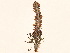  ( - BOT-CHARS-0035)  @11 [ ] CreativeCommons - Attribution (2019) CBG Photography Group Centre for Biodiversity Genomics