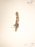  ( - BOT-CHARS-0035)  @11 [ ] CreativeCommons - Attribution (2019) CBG Photography Group Centre for Biodiversity Genomics