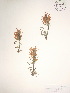  (Pedicularis langsdorffii ssp. arctica - BOT-CHARS-0036)  @11 [ ] CreativeCommons - Attribution (2019) CBG Photography Group Centre for Biodiversity Genomics