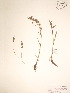  ( - BOT-CHARS-0071)  @11 [ ] CreativeCommons - Attribution (2019) CBG Photography Group Centre for Biodiversity Genomics
