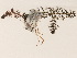  ( - BOT-CHARS-0159)  @11 [ ] CreativeCommons - Attribution (2019) CBG Photography Group Centre for Biodiversity Genomics