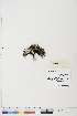  (Dryas integrifolia ssp integrifolia - BOT-CHARS-0326)  @11 [ ] CreativeCommons - Attribution (2018) CBG Photography Group Centre for Biodiversity Genomics
