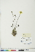  ( - BOT-CHARS-0332)  @11 [ ] CreativeCommons - Attribution (2018) CBG Photography Group Centre for Biodiversity Genomics