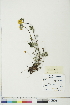  ( - BOT-CHARS-0333)  @11 [ ] CreativeCommons - Attribution (2018) CBG Photography Group Centre for Biodiversity Genomics