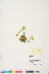  ( - BOT-CHARS-0338)  @11 [ ] CreativeCommons - Attribution (2019) CBG Photography Group Centre for Biodiversity Genomics