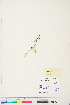  ( - BOT-CHARS-0424)  @11 [ ] CreativeCommons - Attribution (2019) CBG Photography Group Centre for Biodiversity Genomics