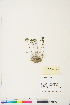  ( - BOT-CHARS-0425)  @11 [ ] CreativeCommons - Attribution (2019) CBG Photography Group Centre for Biodiversity Genomics