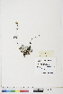  (Potentilla arenosa ssp. chamissonis - BOT-CHARS-0428)  @11 [ ] CreativeCommons - Attribution (2019) CBG Photography Group Centre for Biodiversity Genomics
