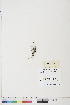  ( - BOT-CHARS-0453)  @11 [ ] CreativeCommons - Attribution (2019) CBG Photography Group Centre for Biodiversity Genomics
