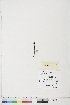  ( - BOT-CHARS-0458)  @11 [ ] CreativeCommons - Attribution (2019) CBG Photography Group Centre for Biodiversity Genomics